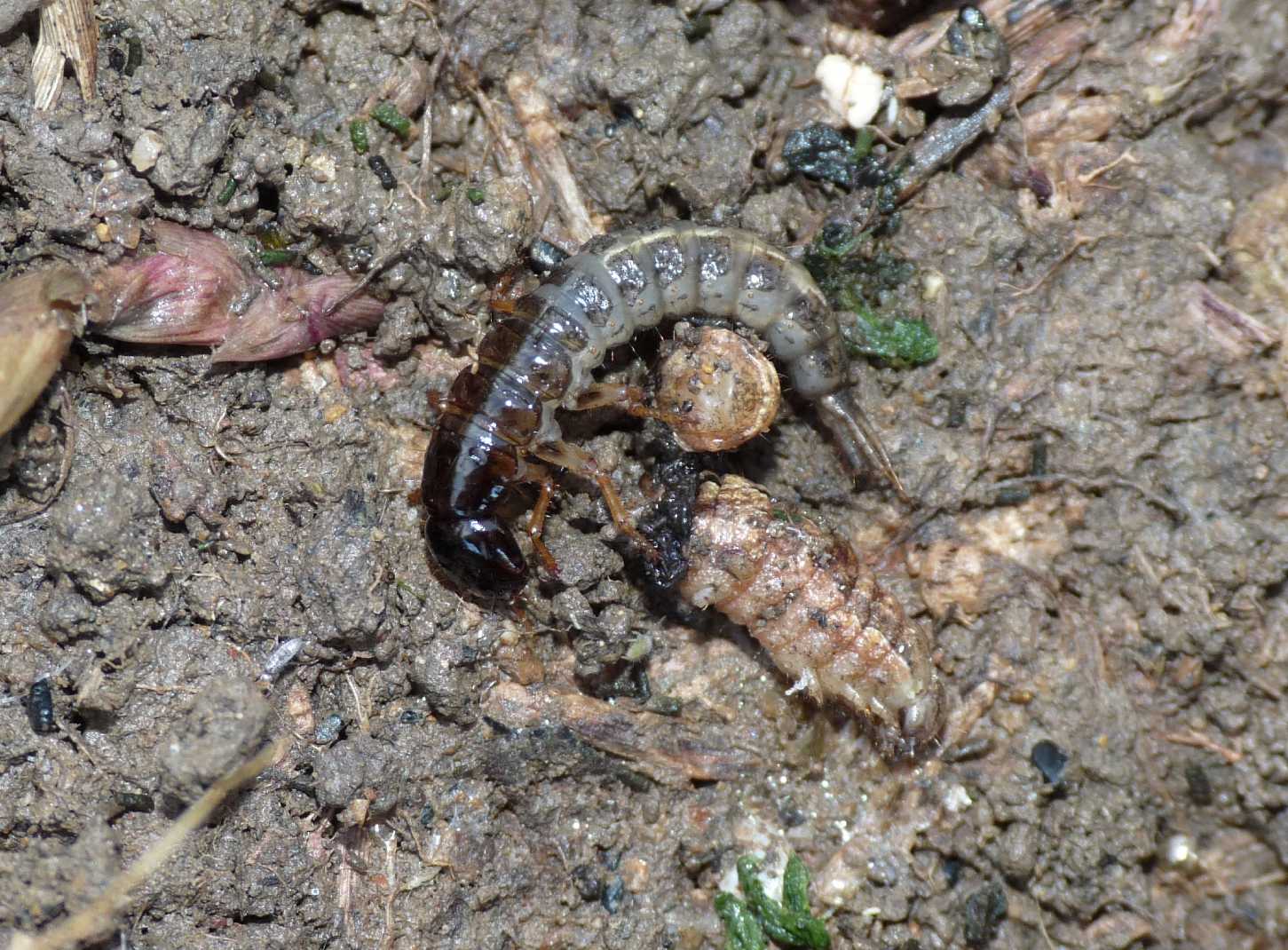 Larva di Ocypus con preda